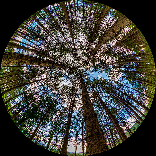 El cielo se vislumbra a través de los árboles de un bosque de pinos